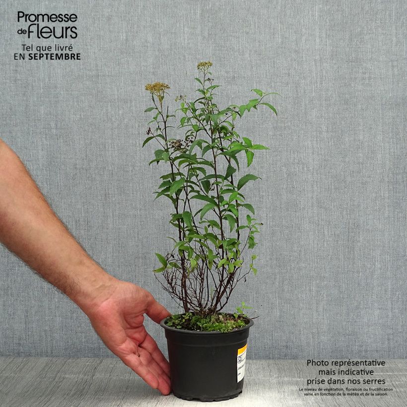 Esemplare di Spirée japonica Anthony Waterer - Spiraea japonaise Pot de 1L/1,5L come consegnato in autunno
