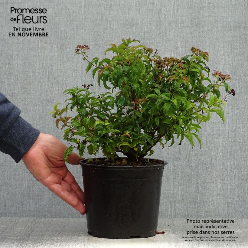 Esemplare di Spirea japonica Crispa - Spirea del Giappone Vaso da 1,5L/2L come consegnato in autunno