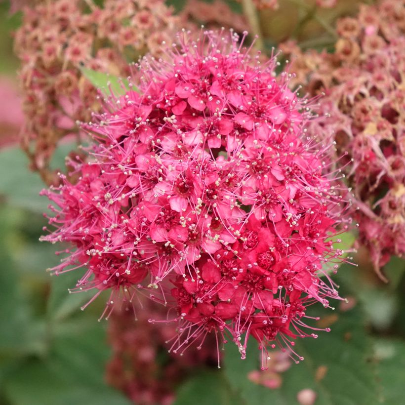 Spiraea japonica Double Play Doozie - Spirea del Giappone (Flowering)