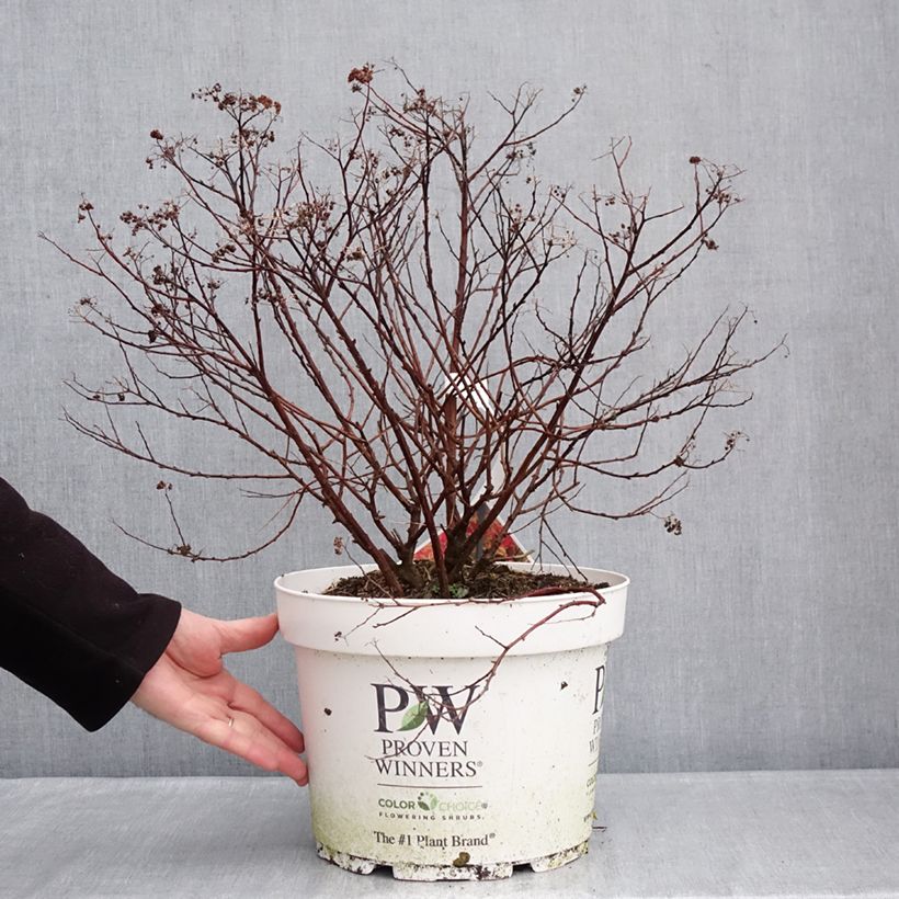 Example of Spiraea japonica Double Play Doozie - Spirea del Giappone Vaso da 7,5L/10L as you get in hiver