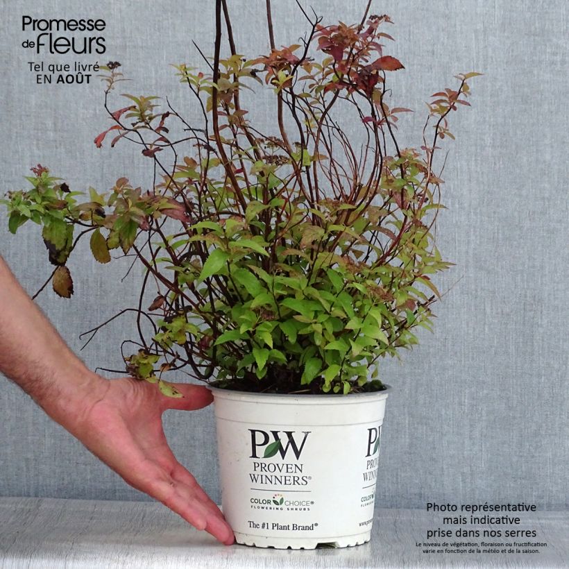 Esemplare di Spirea japonica Double Play Red - Spirea del Giappone Vaso da 2L/3L consegnato in estate