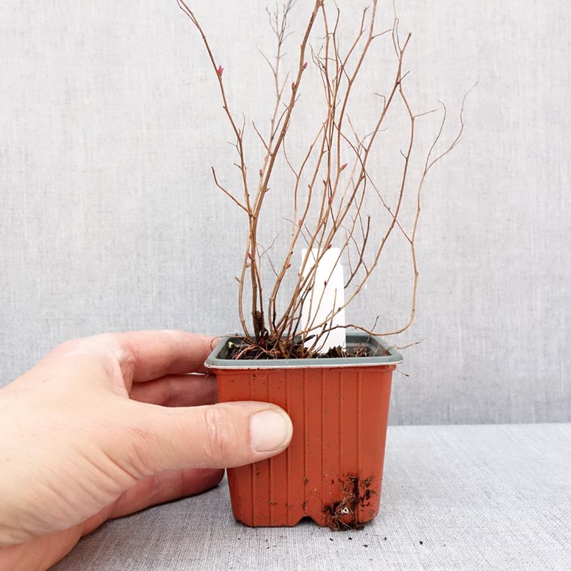 Spirée japonaise Firelight- Spiraea japonica Godet de 8/9 cm esemplare consegnato in inverno