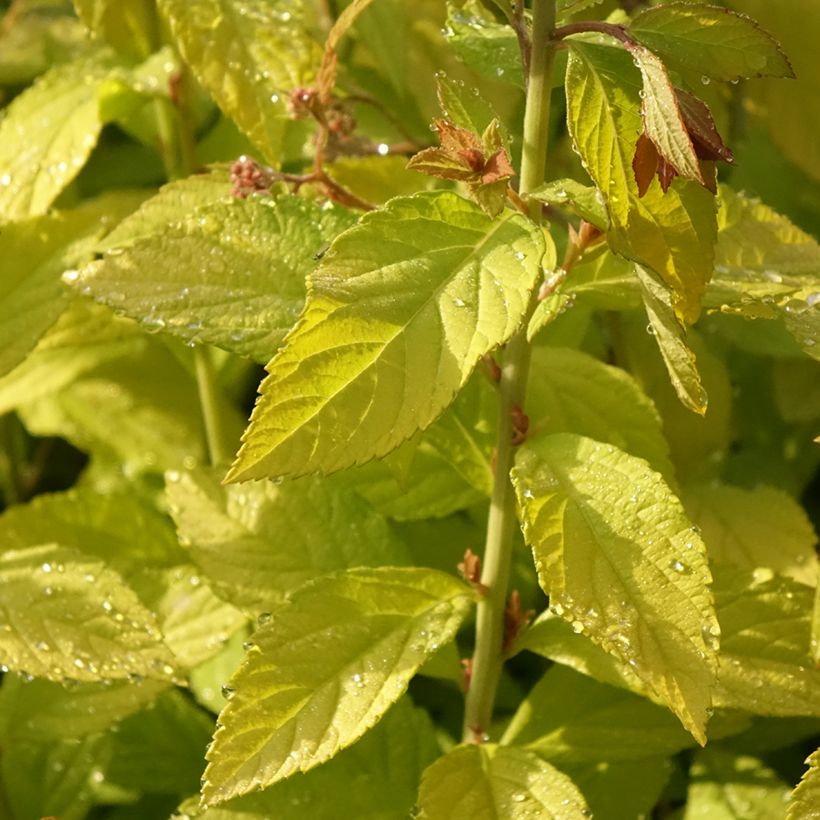 Spirea japonica Golden Princess - Spirea del Giappone (Fogliame)
