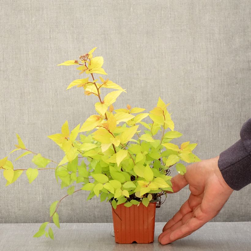 Spirea japonica Goldmound - Spirea del Giappone Vasetto da 8/9 cm esemplare consegnato in primavera