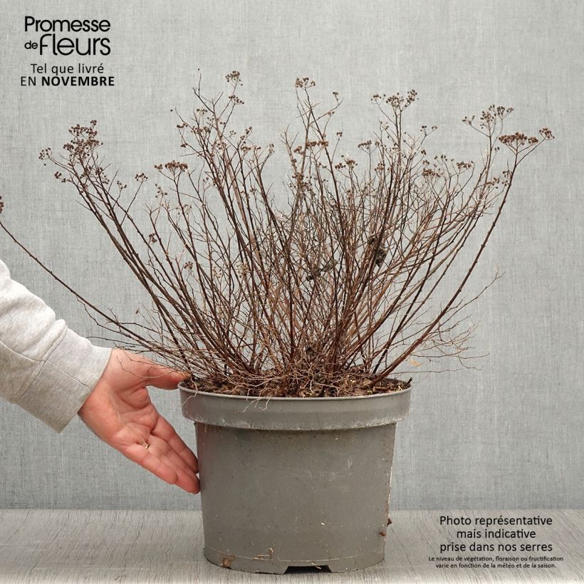 Esemplare di Spirea japonica Little Princess - Spirea del Giappone Vaso da 4L/5L come consegnato in autunno