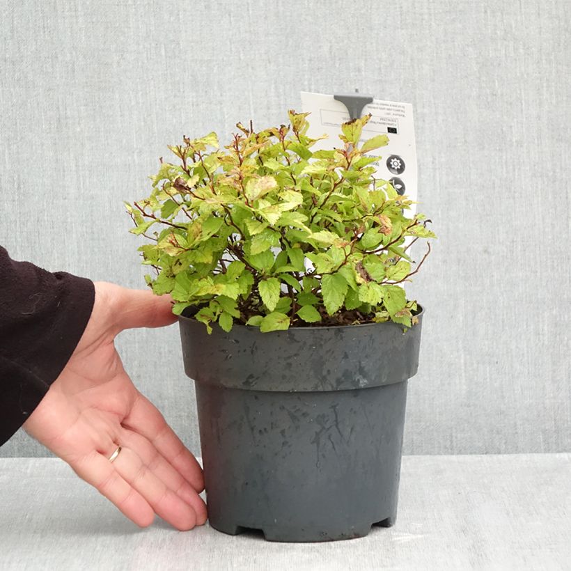 Esemplare di Spirea japonica Magic Carpet - Spirea del Giappone Vaso da 2L/3L come consegnato in autunno