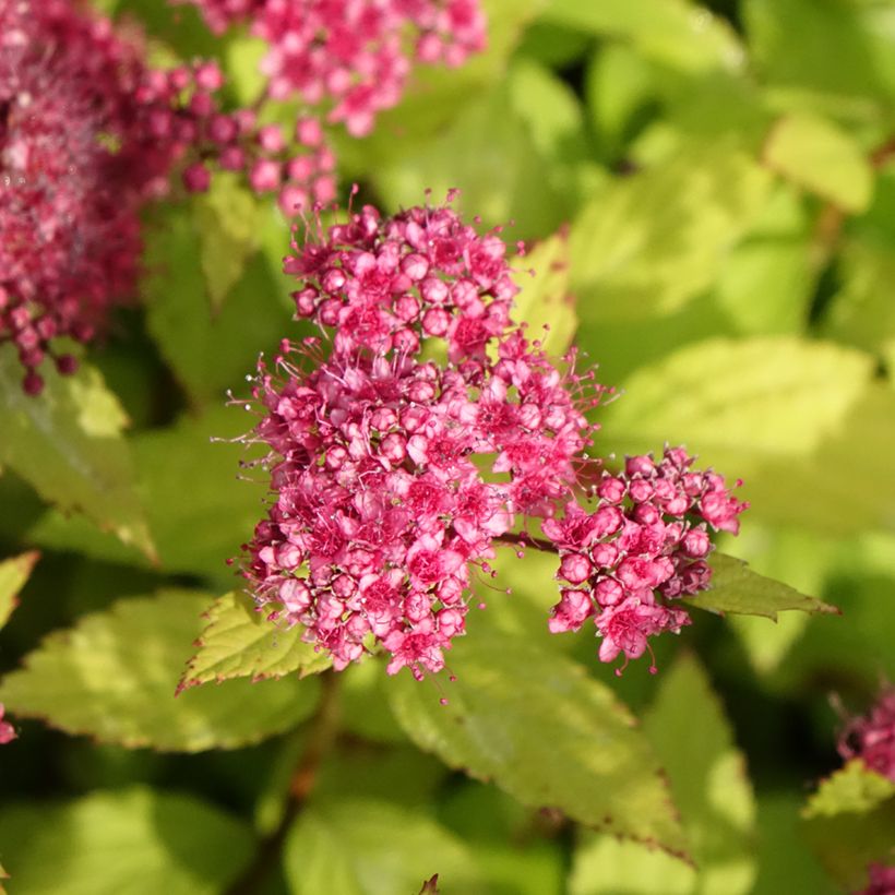 Spirea japonica Magic Carpet - Spirea del Giappone (Flowering)
