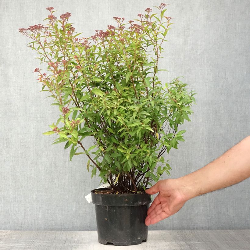 Esemplare di Spirea japonica Darts Red - Spirea del Giappone Vaso da 3L/4L consegnato in estate