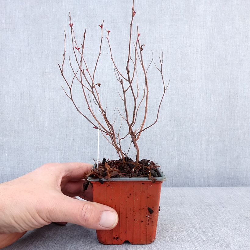 Spirée japonaise - Spiraea japonica Dart's Red Godet de 8/9 cm esemplare consegnato in inverno