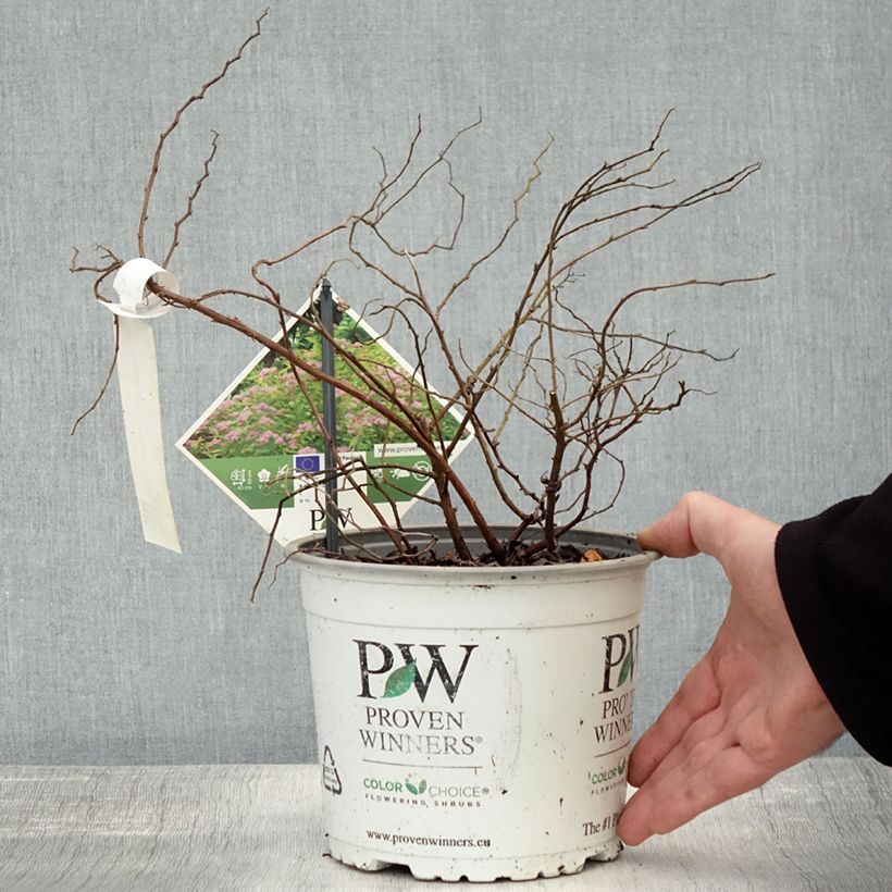 Esemplare di Spirea japonica Double Play Big Bang Tracy - Spirea del Giappone Vaso da 2L/3L come consegnato in autunno