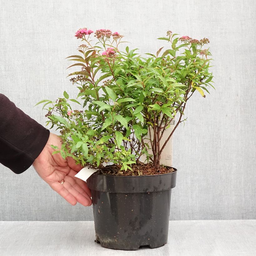 Esemplare di Spirea japonica Neon Flash - Spirea del Giappone Vaso da 2L/3L come consegnato in autunno