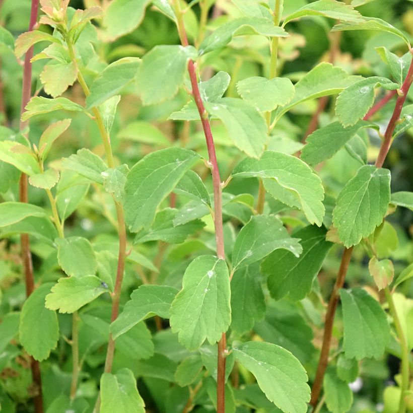 Spirea nipponica Halwards Silver (Foliage)