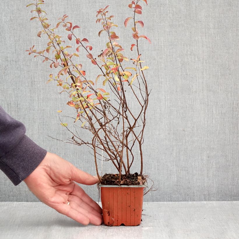 Esemplare di Spirea nipponica Halwards Silver Vasetto da 8/9 cm come consegnato in autunno