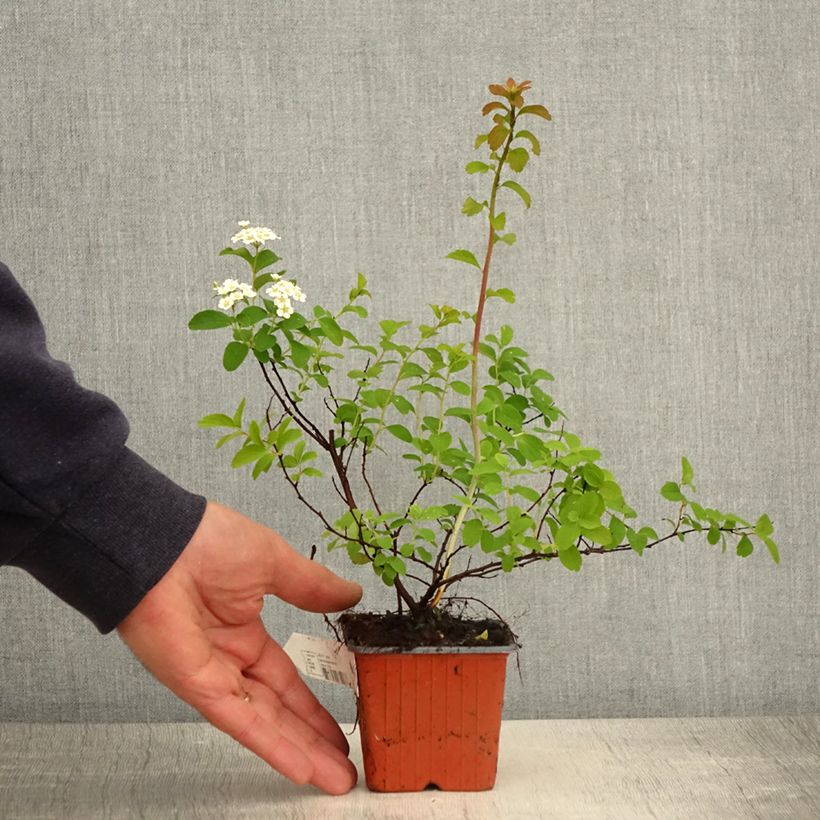 Example of Spirea nipponica Halwards Silver Vasetto da 8/9 cm as you get in printemps