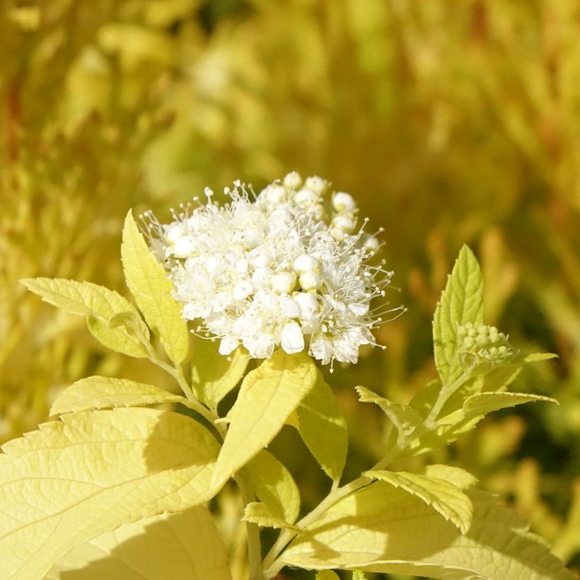 Spirea japonica White Gold - Spirea del Giappone (Flowering)