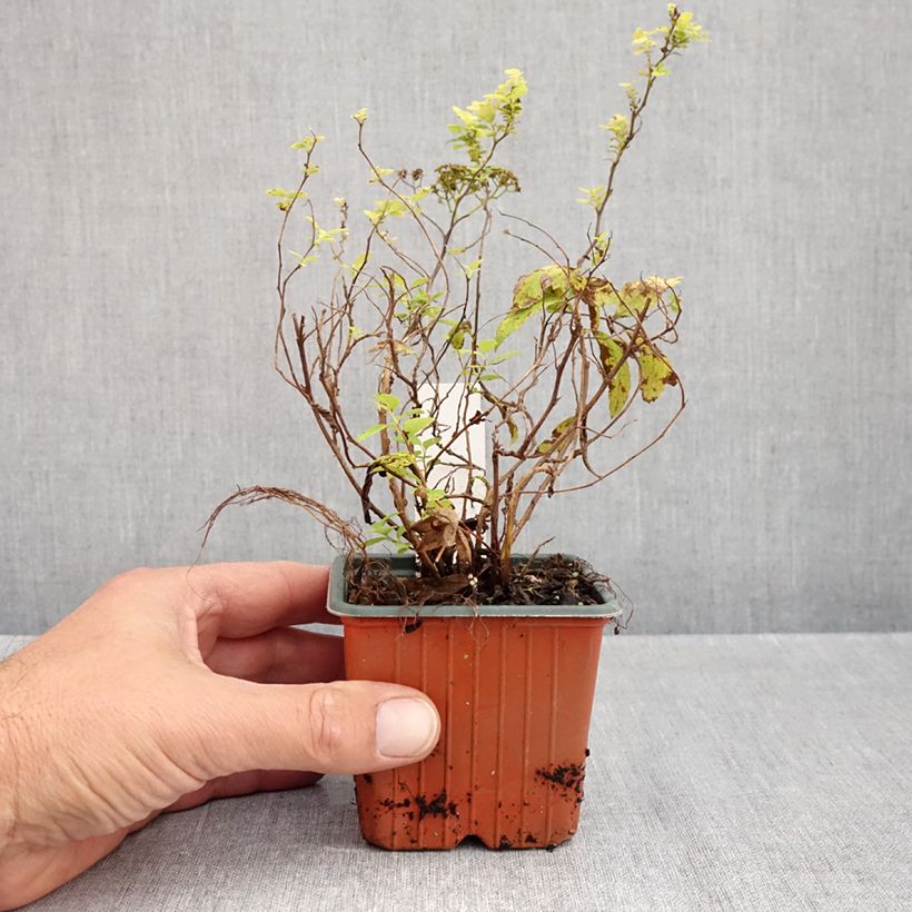 Esemplare di Spirea japonica White Gold - Spirea del Giappone Vasetto da 8/9 cm come consegnato in autunno