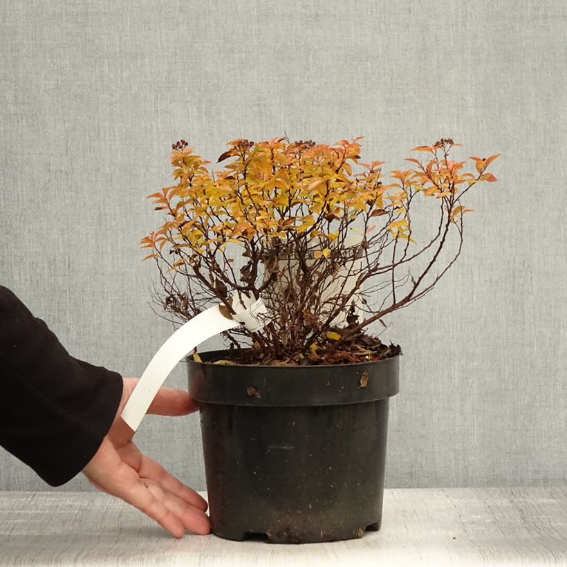 Esemplare di Spirea japonica Zen'Spirit Caramel - Spirea del Giappone Vaso da 3L/4L come consegnato in autunno