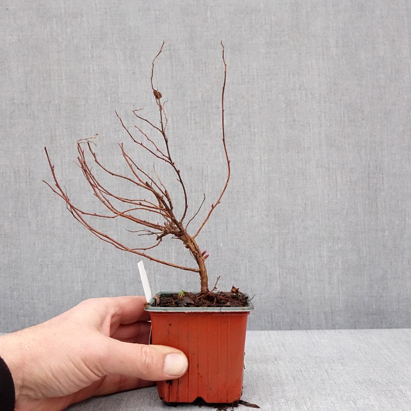 Spirée japonica Anthony Waterer - Spiraea japonaise Godet de 8/9 cm esemplare consegnato in inverno