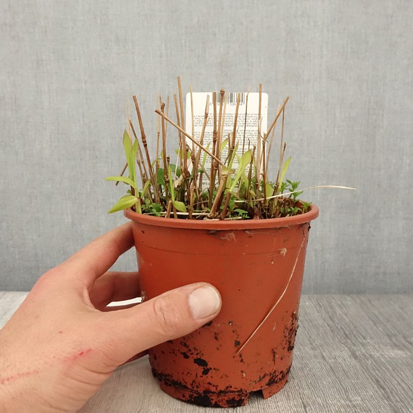 Spodiopogon sibiricus West Lake Vaso da 1L/1,5L esemplare consegnato in primavera