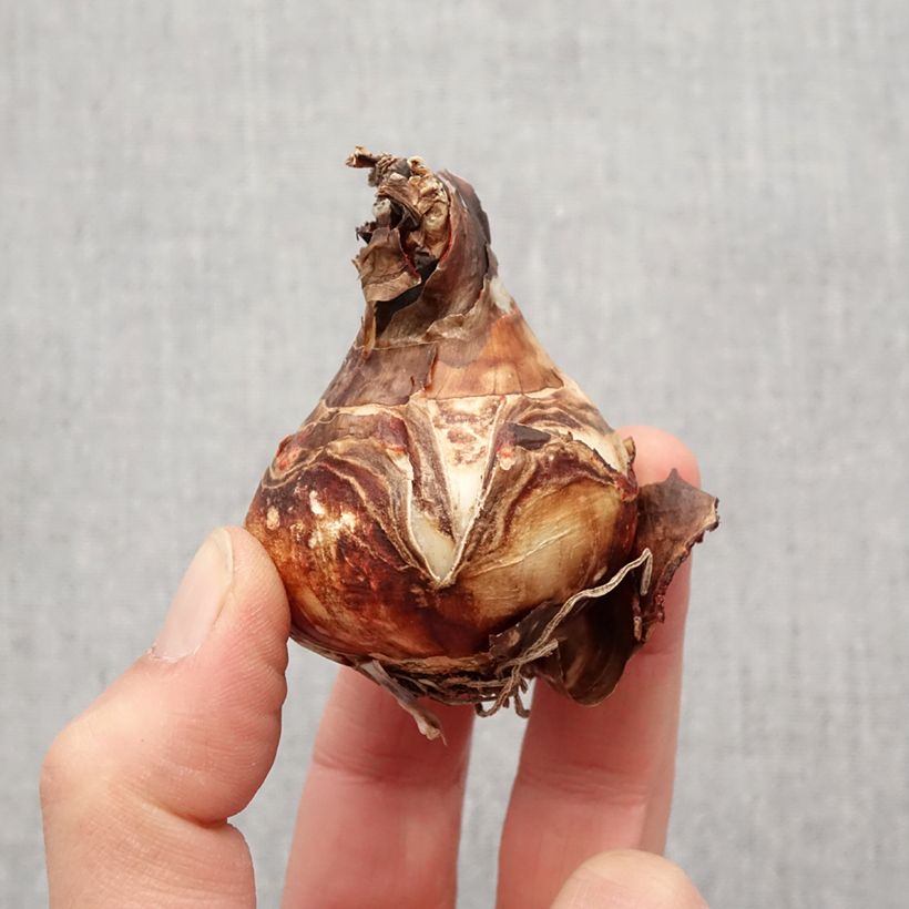 Sprekelia formosissima - Giglio degli Aztechi Bulbo taglia 16+ esemplare consegnato in primavera