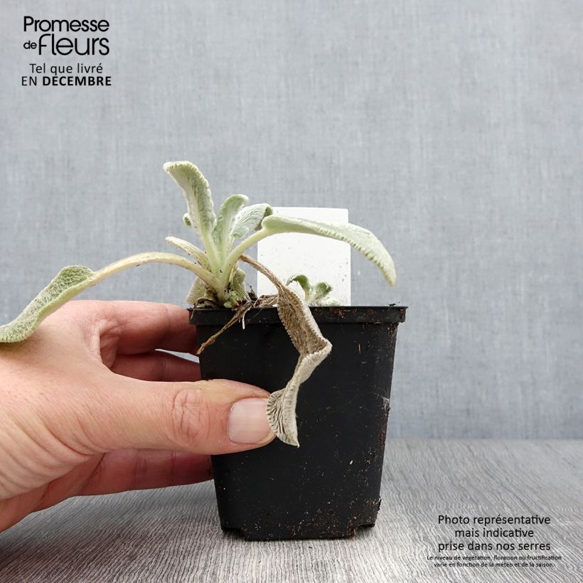 Esemplare di Stachys byzantina Silver Carpet - Stregona candida Vasetto da 8/9 cm come consegnato in autunno