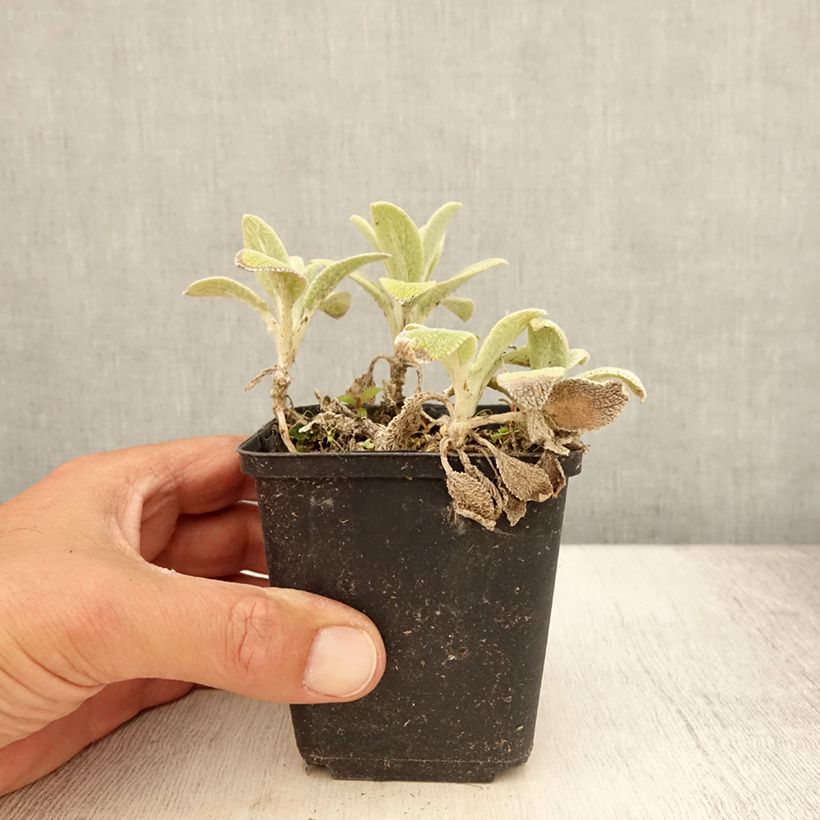 Esemplare di Stachys byzantina Silver Carpet - Stregona candida Vasetto da 8/9 cm consegnato in estate
