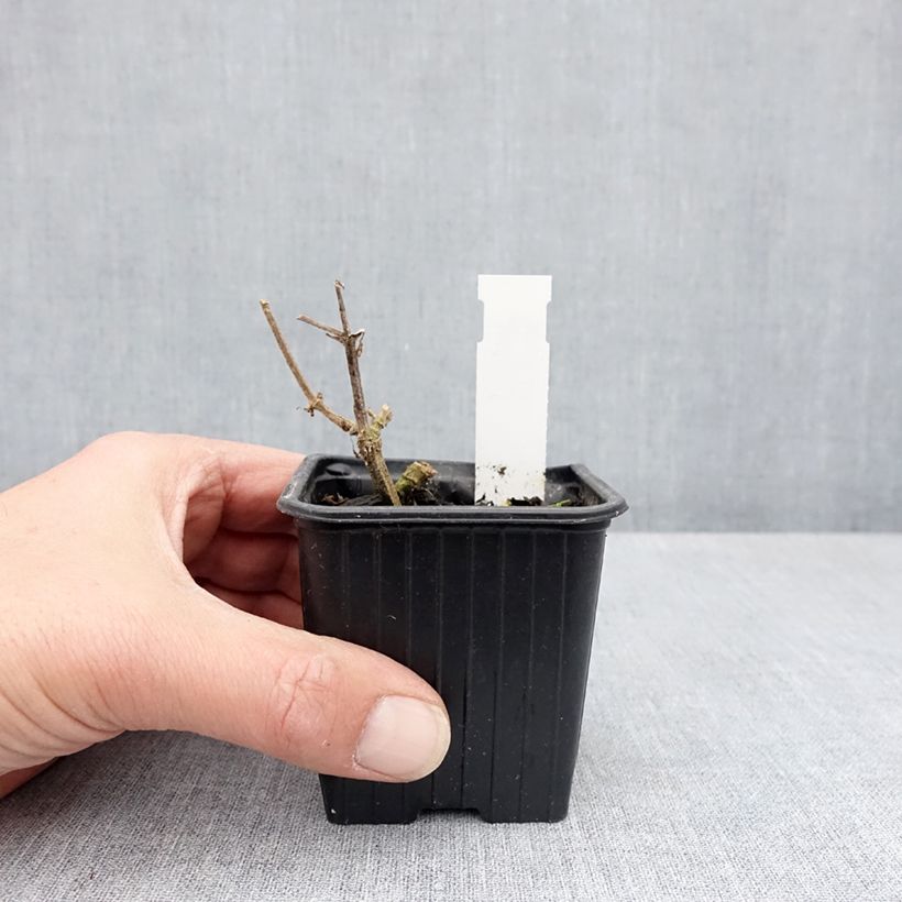 Stachys coccinea - Epiaire rouge Vasetto da 8/9 cm esemplare consegnato in primavera