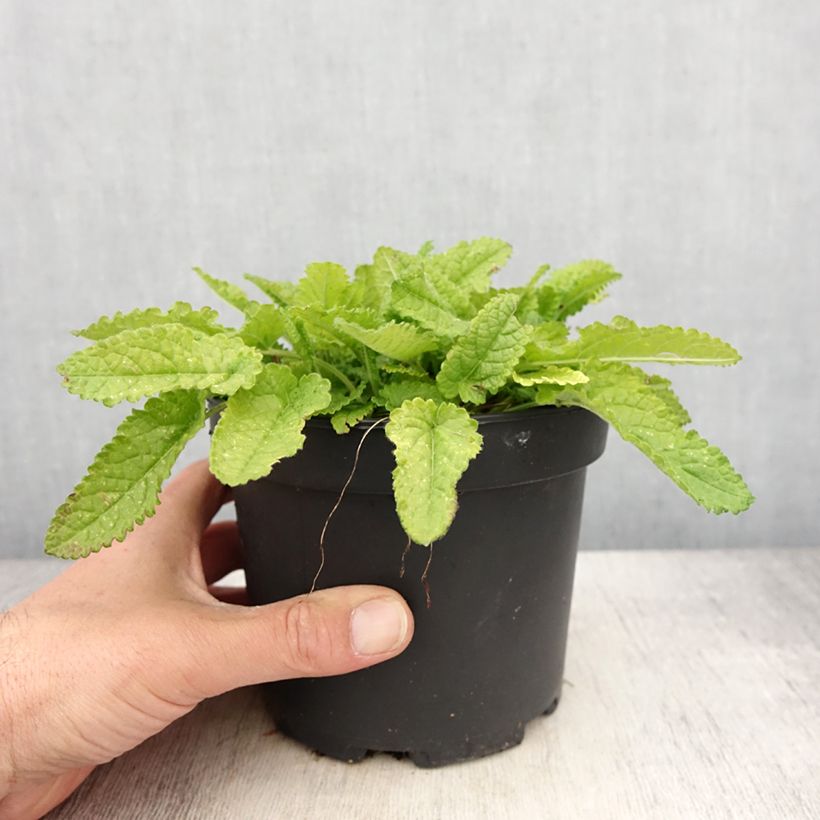 Example of Stachys monieri Hummelo Vaso da 2L/3L as you get in printemps