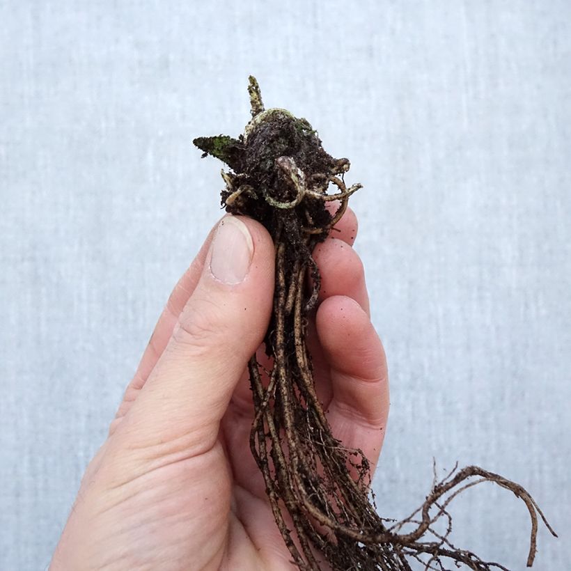 Example of Stachys monieri Hummelo Piante piccole a radice nuda as you get in hiver