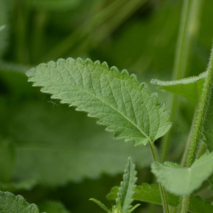 Stachys officinalis Pink Cotton Candy - Betonica comune (Foliage)