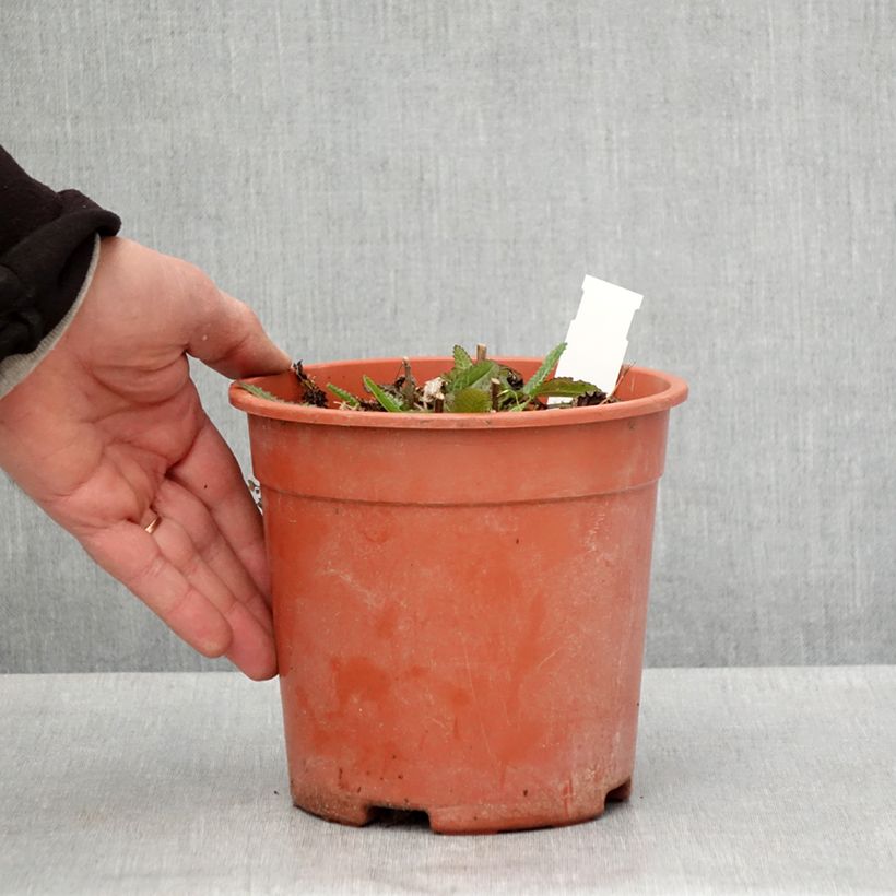 Example of Stachys officinalis Pink Cotton Candy - Betonica comune Vaso da 2L/3L as you get in printemps