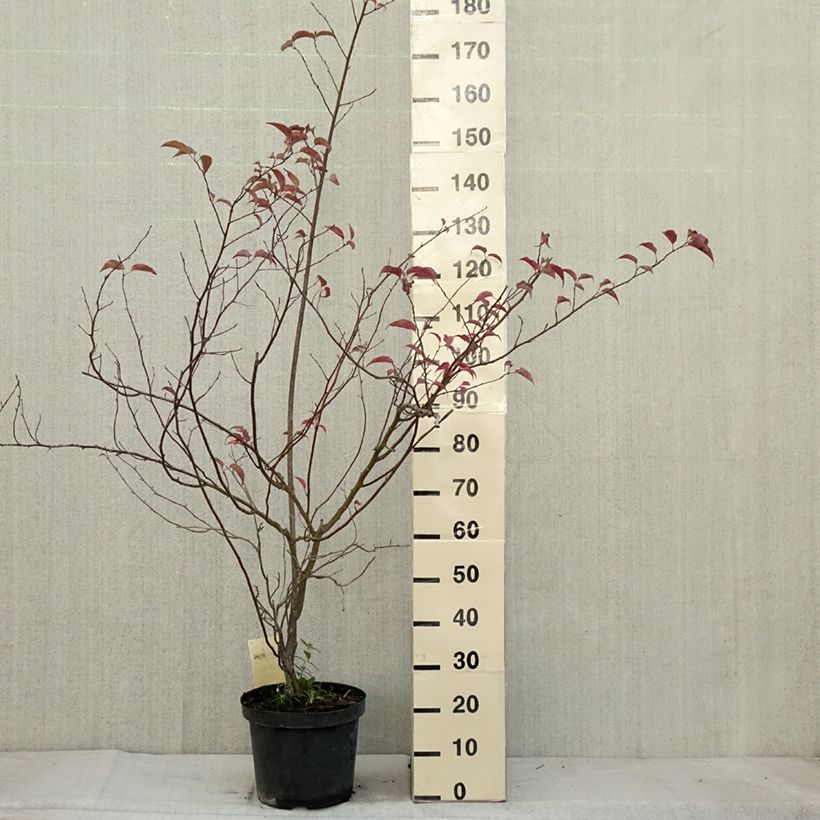 Esemplare di Stachyurus chinensis Celina Vaso da 7,5L/10L come consegnato in autunno