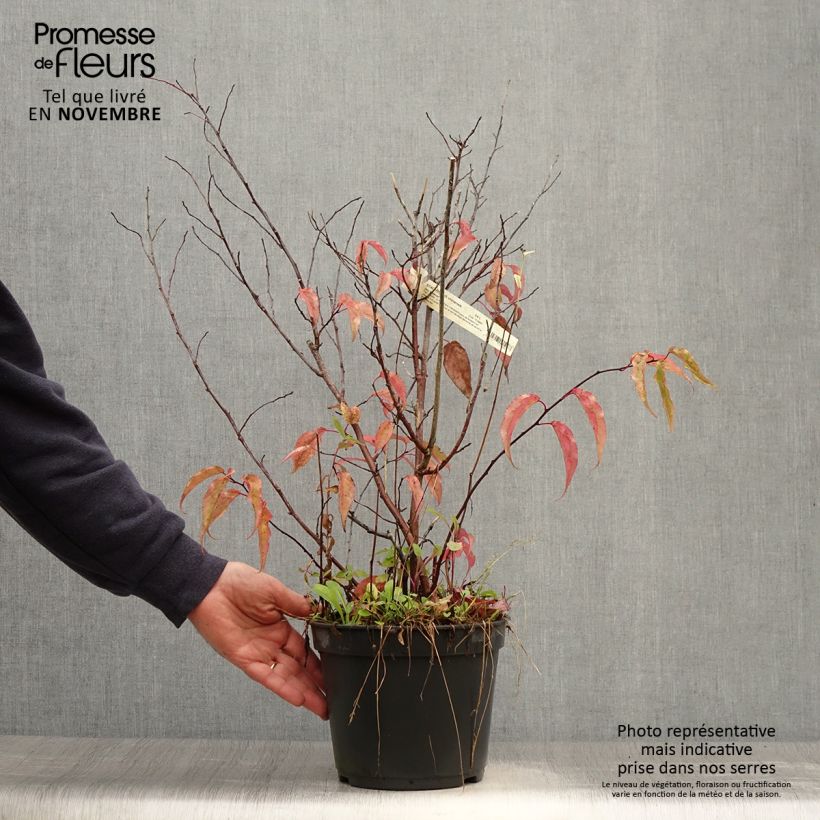 Esemplare di Stachyurus chinensis Joy Forever Vaso da 2L/3L come consegnato in autunno