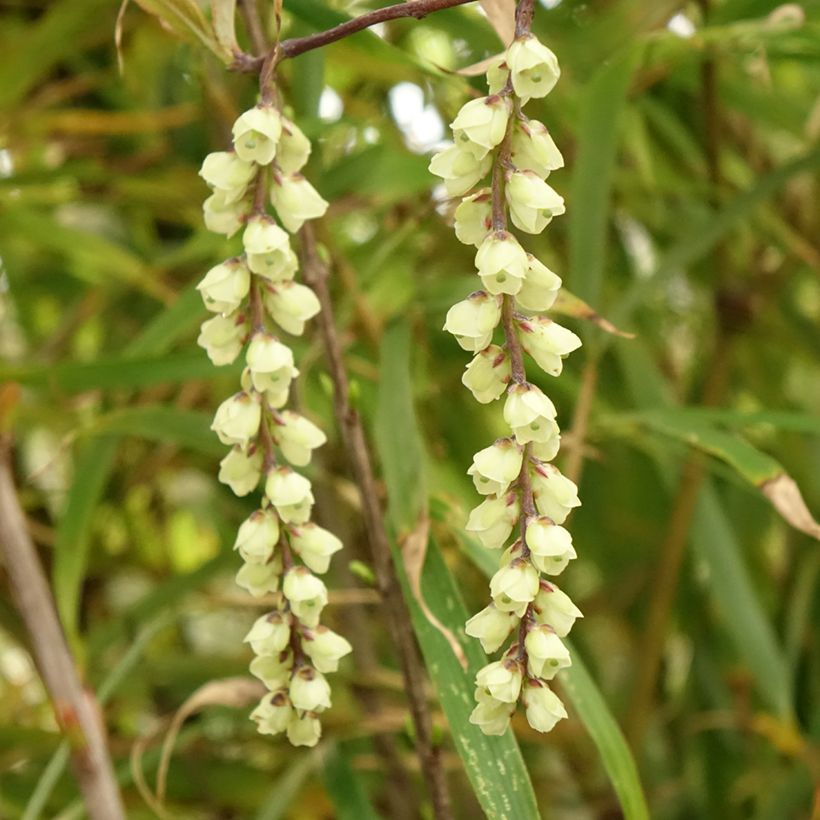 Stachyurus chinensis Joy Forever (Flowering)