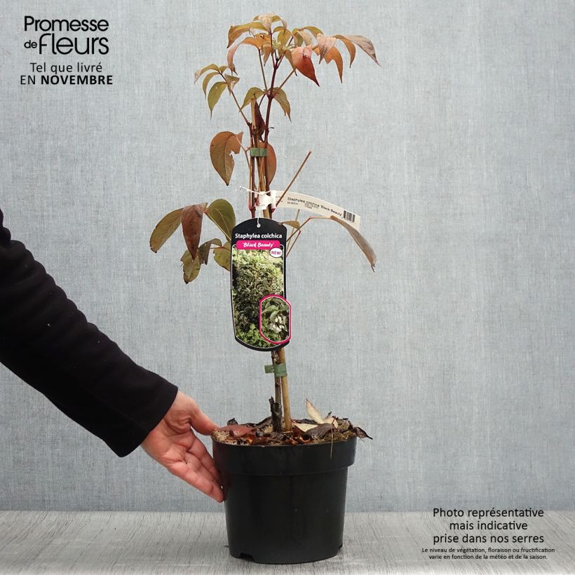 Esemplare di Staphylea colchica Black Beauty Vaso da 4L/5L come consegnato in autunno