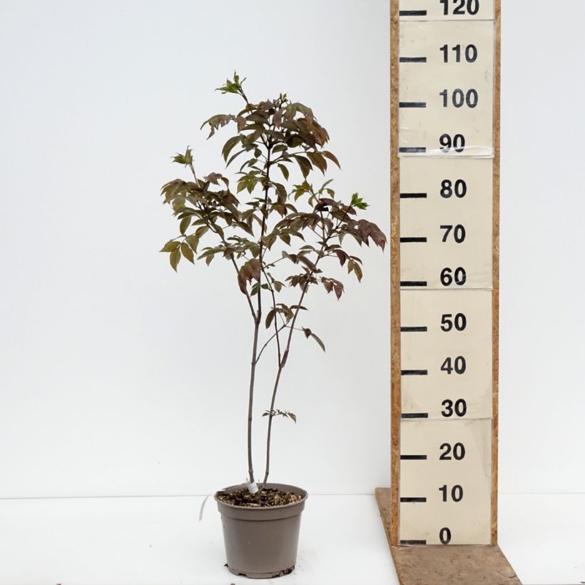 Staphylea colchica Black Beauty Vaso da 4L/5L esemplare consegnato in primavera