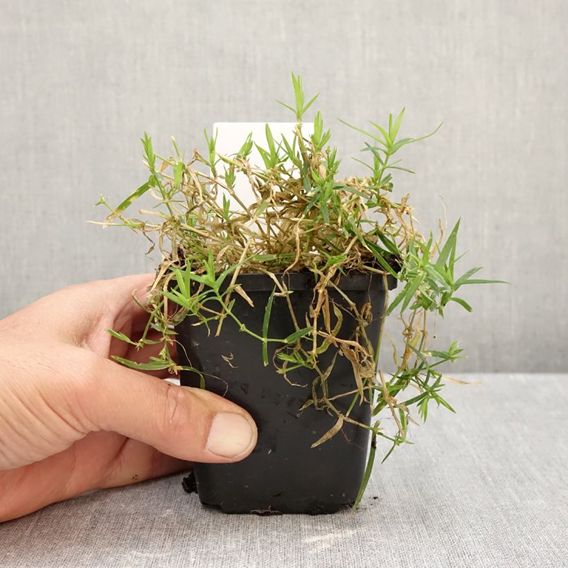 Esemplare di Stellaria holostea - Centocchio garofanina Vasetto da 8/9 cm come consegnato in autunno