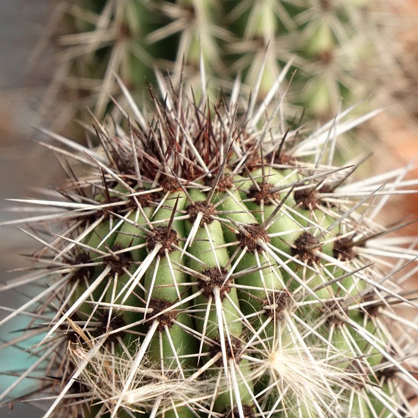 Cactus - Stenocereus thurberi (Foliage)