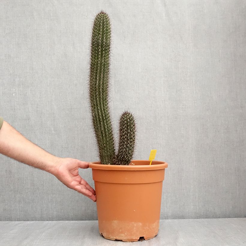 Esemplare di Cactus - Stenocereus thurberi Vaso da 7,5L/10L consegnato in estate