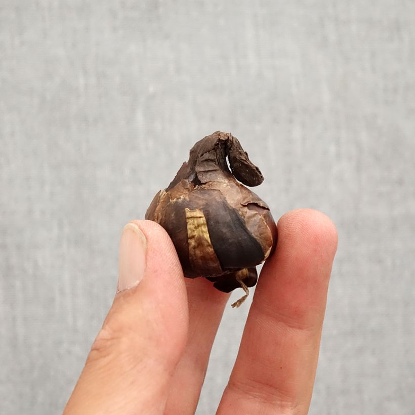 Esemplare di Sternbergia lutea - Zafferanastro giallo Bulbo taglia 10+ come consegnato in autunno