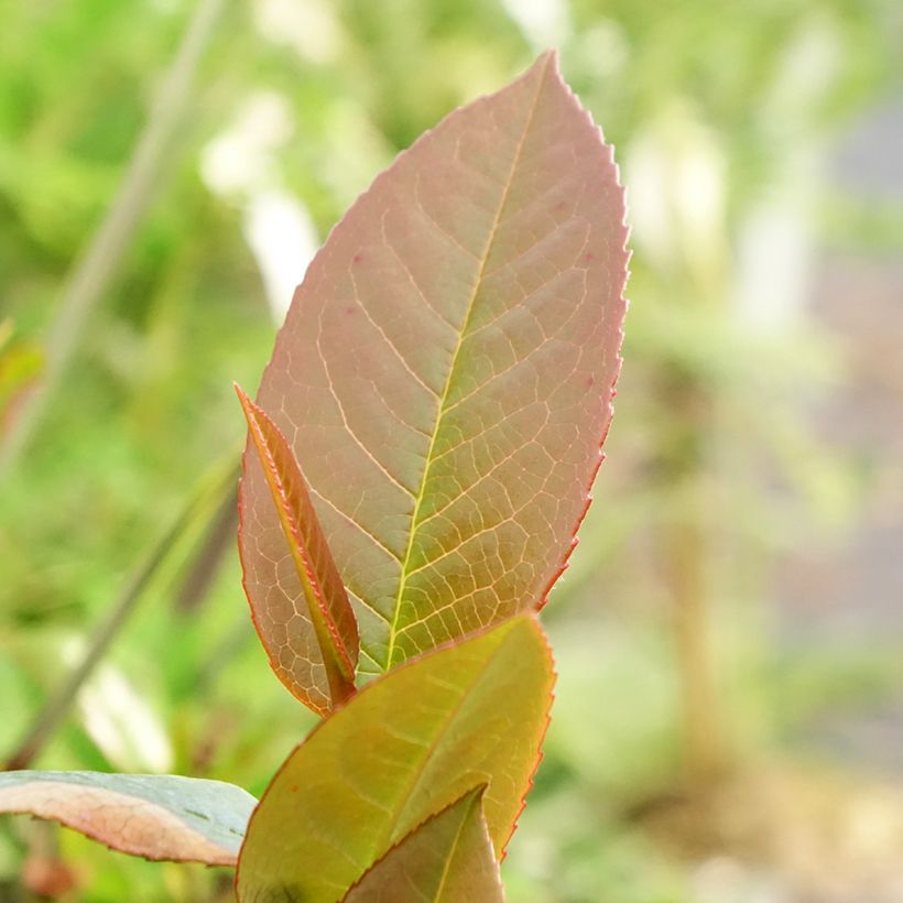 Stewartia pteropetiolata (Foliage)