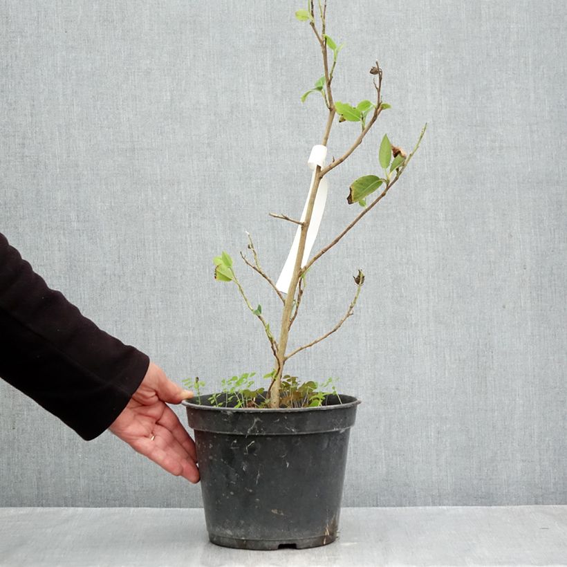 Esemplare di Stewartia pteropetiolata Pot de 4L/5L come consegnato in autunno