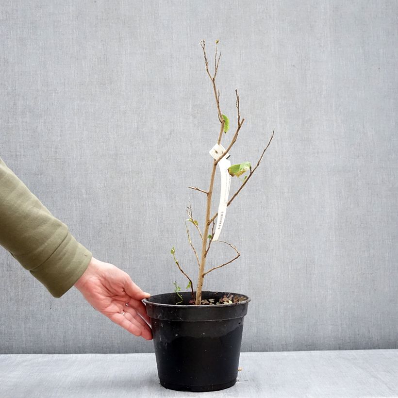 Example of Stewartia pteropetiolata Vaso da 4L/5L as you get in hiver