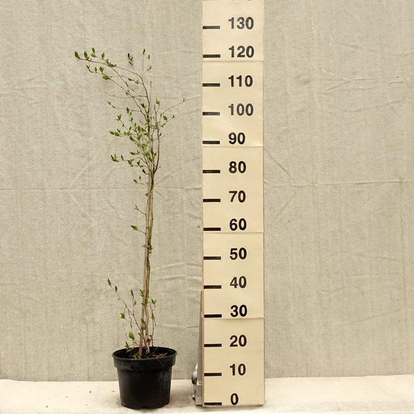 Stewartia rostrata Vaso da 4L/5L esemplare consegnato in primavera