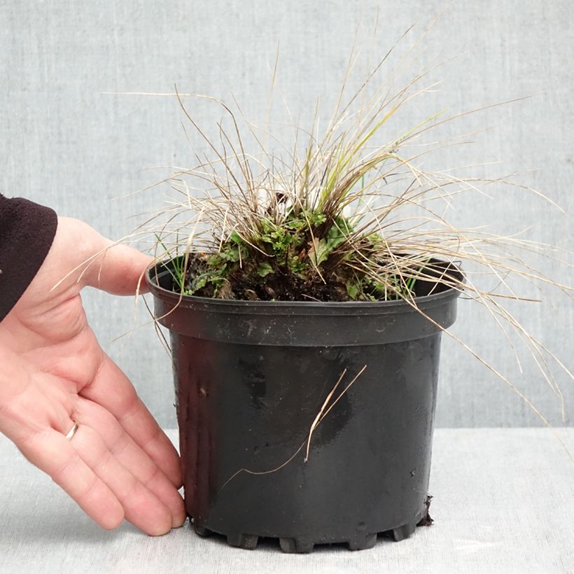 Esemplare di Stipa capillata - Stipa capillare Vaso da 2L/3L come consegnato in autunno
