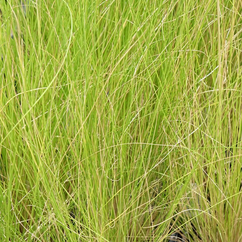Stipa ichu - Ichu (Fogliame)