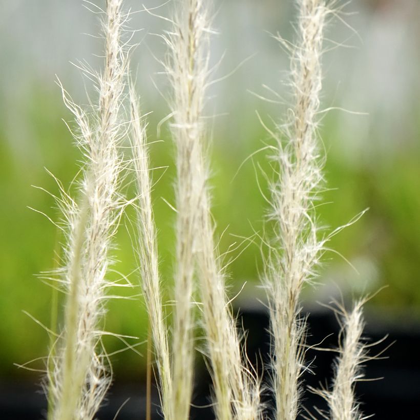 Stipa ichu - Ichu (Fioritura)