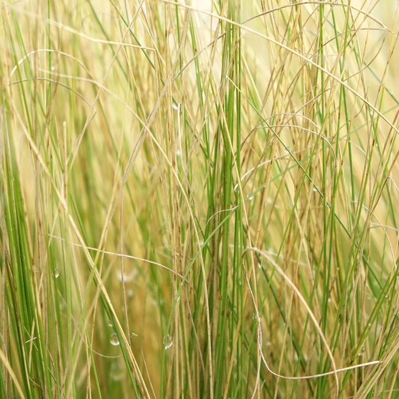 Stipa pennata - Lino delle fate piumoso (Fogliame)