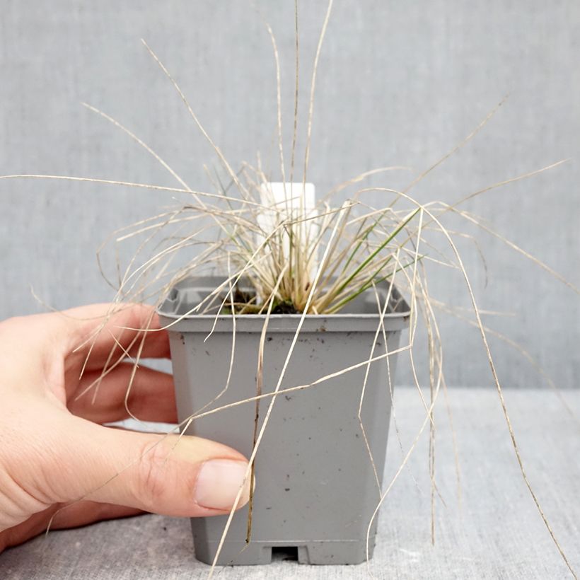 Stipa splendens Vasetto da 8/9 cm esemplare consegnato in inverno