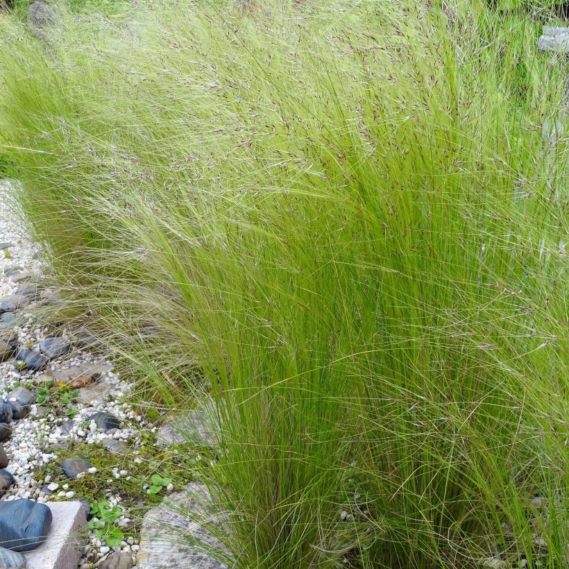 Stipa tenuifolia - Erba ago del Texas (Flowering)